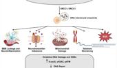 Genome Instability & Disease Volume 4. Issue 6 简介