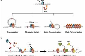 MutS and MutL sliding clamps in DNA mismatch repair