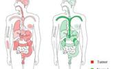 An integrated pan-cancer analysis of leucine-rich repeat containing protein 59: a potential biomarker for prognostic and immunotherapy