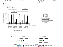 澳门博彩在线
许兴智教授团队在Nucleic Acids Research期刊揭示DNA修复的新调控机制