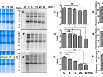 澳门博彩在线
公共卫生学院吴序栎博士团队在国际学术期刊《Food Chemistry》发表文章