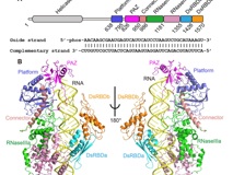 澳门博彩在线
李思思团队在顶尖杂志《Science》合作解析Dicer作用机制