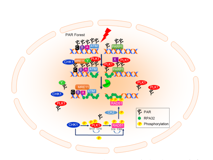 澳门博彩在线
许兴智教授团队在Nucleic Acids Research发文揭示有丝分裂核心激酶PLK1活性的新调控机制