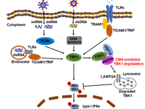 澳门博彩在线
陈玮琳特聘教授团队在《Autophagy》发表研究论文