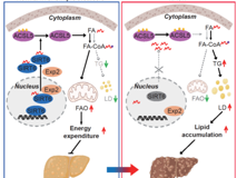 朱卫国教授团队在Molecular Cell杂志上揭示组蛋白去乙酰化酶SIRT6促进脂肪酸氧化的新机制
