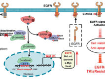 巩丽云教授课题组Oncogene在线发文揭示SRPK1非激酶活性调控GSK3β自磷酸化促进非小细胞肺癌EGFR-TKI耐药的新机制