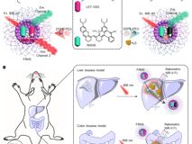 澳门博彩在线
林静教授团队在《Research》发表活体硫化氢高灵敏成像研究成果