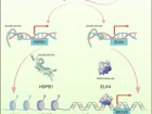 翟日洪课题组在Journal of Hematology & Oncology发文揭示一种新的致癌tRF调控NSCLC的分子机制