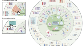 澳门博彩在线
药学院郑楷副教授在Journal of Advanced Research发表单纯疱疹病毒感染机制研究成果