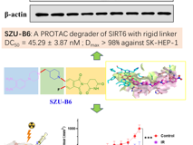 澳门博彩在线
朱卫国教授团队在Journal of Medicinal Chemistry发表SIRT6小分子降解剂SZU-B6抗肝癌研究成果