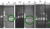 Genome Instability & Disease Volume 5. Issue 3 & 4 简介