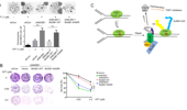 MUS81 UFMylation at K400 promotes cell survival in response to camptothecin-induced replication stress