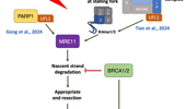 Dual roles of UFMylation on stalling fork stability